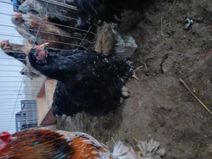 Cochinchina urias pe negru  - imagine 5