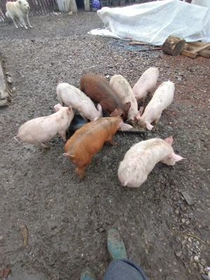 Purcei de. 10 săptămâni  - imagine 2