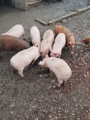 Purcei de. 10 săptămâni  - imagine 3