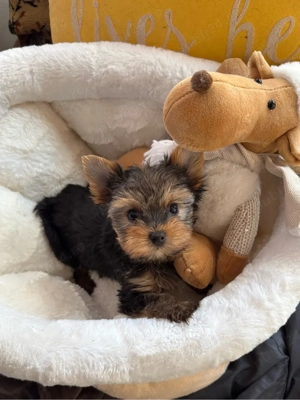 yorkshire terrier - imagine 4