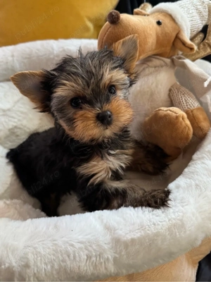 yorkshire terrier - imagine 2
