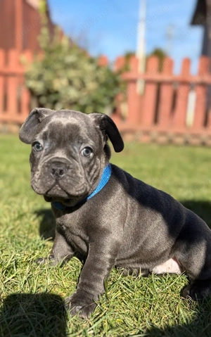 Bulldog Francez Blue 