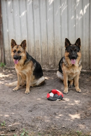 Donez ciobănești germani