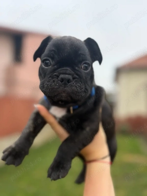 Bulldog Francez Negru-Tigrat