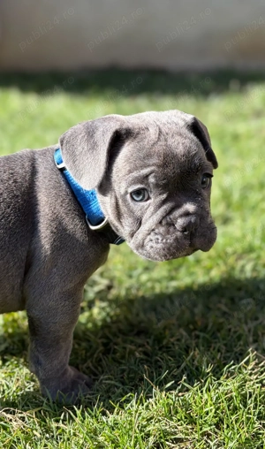 Bulldog Francez Blue 