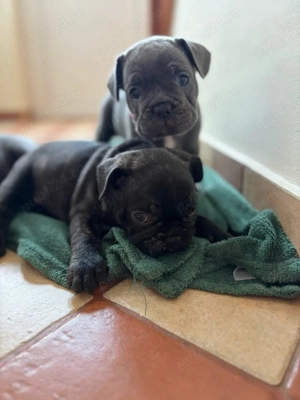 Bulldog Francez 
