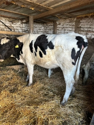 vitica holstein  - imagine 4