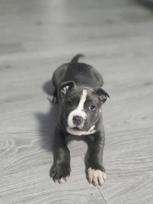 Femela Amstaff blue 