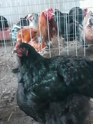 Cochinchina urias pe negru 