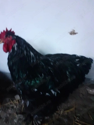 Cochinchina urias pe negru  - imagine 4