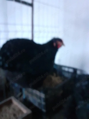 Cochinchina urias pe negru  - imagine 3