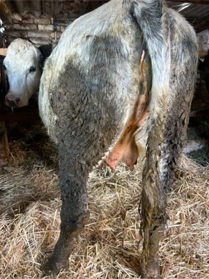 juninca belgiana gestanta  - imagine 2