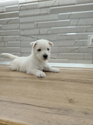 Pui  Westie  - imagine 4