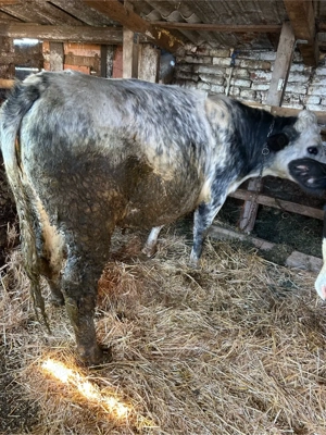 juninca belgiana gestanta  - imagine 3