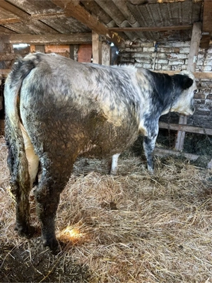 juninca belgiana gestanta  - imagine 5