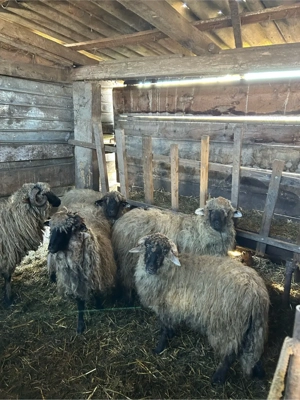 5 noatine si un berbecut  - imagine 3