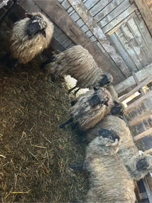 5 noatine si un berbecut  - imagine 5