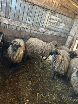 5 noatine si un berbecut  - imagine 4