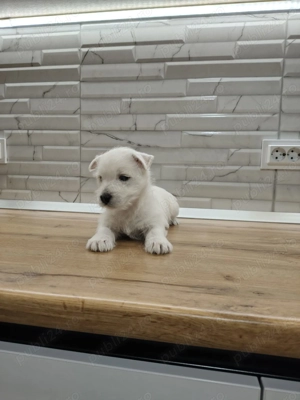 Pui  Westie  - imagine 5