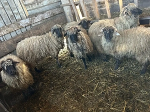 5 noatine si un berbecut  - imagine 2