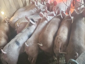 vând 20 soldani rasa de calitate de carne 45-55 kg  - imagine 3