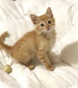 Siberian de Padure  - imagine 2