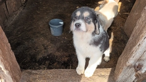 Căței asia centrala! - imagine 4