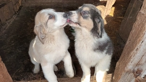 Căței asia centrala! - imagine 5