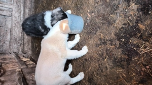 Căței asia centrala! - imagine 3