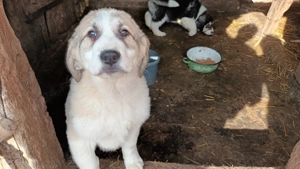 Căței asia centrala! - imagine 2