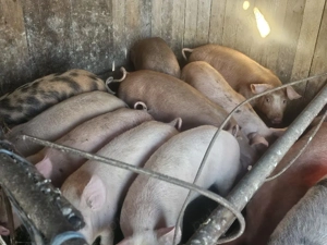 vând 20 soldani rasa de calitate de carne 45-55 kg 