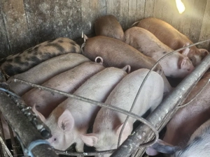 vând 20 soldani rasa de calitate de carne 45-55 kg  - imagine 4