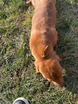 Vând catel teckel  - imagine 3