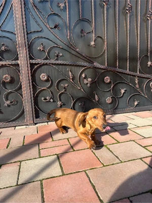 Vând catel teckel  - imagine 2