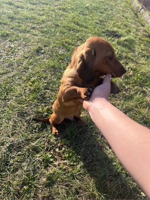 Vând catel teckel  - imagine 4