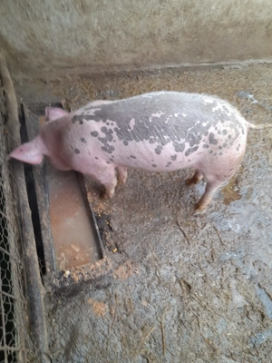 Grasuna de vânzare  - imagine 2