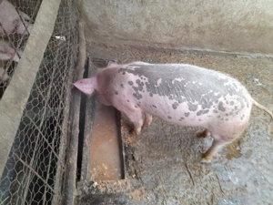 Grasuna de vânzare  - imagine 3