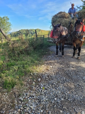 Vând pereche de cai - imagine 4