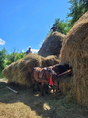 Vând pereche de cai