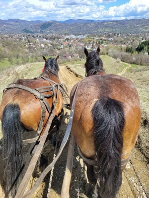 Vând pereche de cai - imagine 3