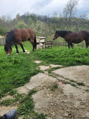 Vând pereche de cai - imagine 5