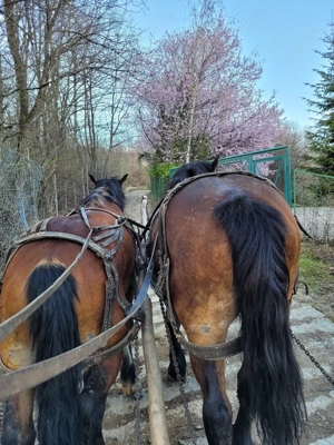 Vând pereche de cai - imagine 2