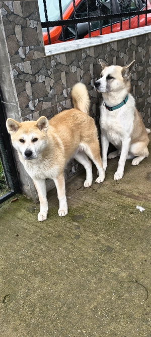 Pui Akita inu - imagine 3