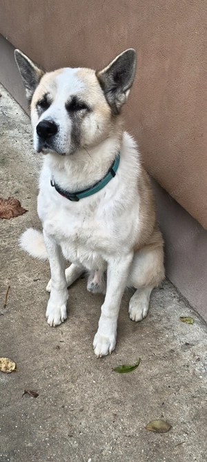 Pui Akita inu - imagine 4