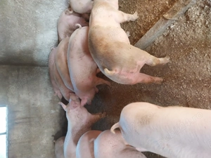 Porci rasa de carne  - imagine 2