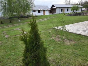 Cramă vinalcool Valea Cricovului Prahova - imagine 4