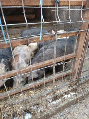 vînd purcei - imagine 2