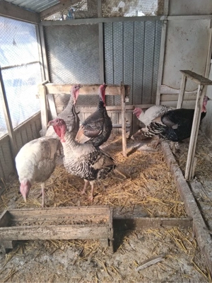 Curci si curcani, gaini si cocosi Australop Playmouth