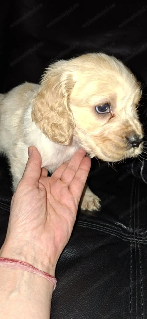 Vand pui Cocker Spaniel, in varsta de 2 luni, disponibili 3 baieti - imagine 7