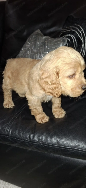Vand pui Cocker Spaniel, in varsta de 2 luni, disponibili 3 baieti - imagine 9